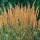'Karl Foerster' is a grass with flat, arching leaves, and bronze panicles that fade to pale-brown. Calamagrostis x acutiflora 'Karl Foerster' added by Shoot)