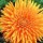 'Radio Extra Selected' has large orange flowers with quilled petals. Calendula officinalis 'Radio Extra Selected' added by Shoot)