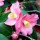 'Cornish Spring' is a mid-sized, evergreen shrub with glossy, dark-green leaves.  It bears rose-pink flowers in spring. Camellia 'Cornish Spring' added by Shoot)