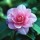 'Inspiration' is a large, upright, evergreen shrub with shiny, dark-green leaves.  It bears deep-pink, semi-double flowers from midwinter to late spring. Camellia 'Inspiration' added by Shoot)