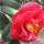 'Adolphe Audusson' is a large, compact, evergreen shrub with glossy, dark-green leaves.  It bears semi-double, red flowers with yellow stamens in spring. Camellia japonica 'Adolphe Audusson' added by Shoot)