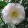 Camellia japonica 'Doctor Tinsley'