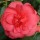 'Drama Girl' is a mid-sized, evergreen shrub with glossy, dark-green leaves.  It bears rose-pink, semi-double flowers in spring. Camellia japonica 'Drama Girl' added by Shoot)