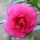 'Elegans' is a mid-sized, spreading, evergreen shrub with glossy, dark-green leaves.  It bears deep-pink, double flowers in spring. Camellia japonica 'Elegans' added by Shoot)