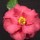 'Lady Vansittart' has semi-double, wavy-edged dark pink flowers and glossy dark foliage. Camellia japonica 'Lady Vansittart' added by Shoot)