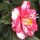 'Masayoshi' is a mid-sized, compact, evergreen shrub with glossy, dark-green leaves.  It bears large, white  flowers in spring - sometimes with red spots; or white-marbled, red flowers.  Camellia japonica 'Masayoshi' added by Shoot)