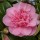 'Debbie' is a large, open, evergreen shrub with glossy, dark-green leaves.  It bears double, rose-pink flowers in spring.  Camellia x williamsii 'Debbie' added by Shoot)