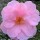 'Donation' is a vigorous shrub with semi-double, light rose-pink flowers. Camellia x williamsii 'Donation' added by Shoot)