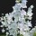 Campanula persicifolia 'Chettle Charm'