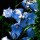 Campanula persicifolia 'Telham Beauty'