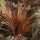 Carex buchanii added by Shoot)