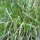 Carex pendula added by Shoot)