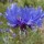 Centaurea cyanus added by Shoot)