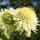 Cephalaria gigantea added by Shoot)