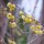 Chimonanthus praecox var. luteus
