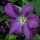 Clematis 'Etoile Violette'