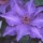'The President' is a mid-sized, deciduous climber with glossy, dark-green leaves.  In summer it bears large purple-blue flowers with red anthers whose petals are  silver on the reverse. Clematis 'The President'  added by Shoot)