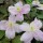 'Mayleen' is a vigorous climber, richly scented with vanilla and pink blooms in summer. Clematis montana 'Mayleen' added by Shoot)