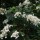 Clethra alnifolia 'Paniculata' added by Shoot)