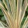 'Torbay Dazzler' is an evergreen, palm-like tree with green, cream striped, sword-like leaves. Cordyline australis 'Torbay Dazzler' added by Shoot)