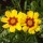 'Sonnenkind' is a lovely, long-flowering, yellow-brown tickseed flowering throughout summer. Coreopsis grandiflora 'Sonnenkind' added by Shoot)