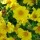 'Grandiflora' is a compact herbaceous perennial with finely divided leaves and deep golden-yellow daisies. Coreopsis verticillata 'Grandiflora' added by Shoot)