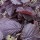Corylus maxima 'Purpurea'
