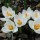 'Snow Bunting' is a perennial with fragrant white flowers which are greenish-yellow at the base and orange stigmas. Crocus chrysanthus 'Snow Bunting' added by Shoot)