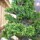 'Bandai-sugi' is a slow-growing, mid-sized, evergreen coniferous tree with an irregularly rounded habit.  Its very dense, needle-like, foliage is dark-green turning bronze in winter. Cryptomeria japonica 'Bandai-sugi' added by Shoot)