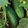 Cucumis sativus added by Shoot)