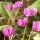 Cyclamen coum added by Shoot)