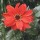 'Bishop of Llandaff' is an herbaceous perennial, with dark-red foliage and semi-double brilliant red flowers. Dahlia 'Bishop of Llandaff' added by Shoot)
