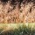 'Bronzeschleier' is a clump-forming evergreen grass with  stiff, linear dark green leaves and open, arching panicles of light bronze spikelets in summer. Deschampsia cespitosa 'Bronzeschleier' added by Shoot)