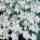 Dianthus plumarius 'White Lace'