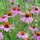 Echinacea purpurea added by Shoot)
