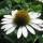 'White Swan' forms solitary, white daisy-like flower-heads with yellow central disks. Echinacea purpurea 'White Swan' added by Shoot)