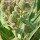 Eryngium agavifolium added by Shoot)