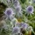 'Blauer Zwerg' forms clumps of branched stems, and cone-like, lilac-blue flowerheads with spiny bracts in late summer. Eryngium planum 'Blauer Zwerg' added by Shoot)