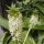 Eucomis pallidiflora added by Shoot)