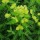 Euphorbia cornigera added by Shoot)