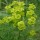 Euphorbia cyparissias added by Shoot)