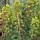 Euphorbia x martinii added by Shoot)