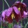 Fritillaria meleagris added by Shoot)