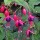 Fuchsia 'Mrs Popple'