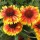 'Goblin' is a dwarf perennial  (often grown as an annual) with narrow leaves and large, bright red-orange, daisy-like flower-heads with yellow tips in summer and autumn. Gaillardia 'Goblin' added by Shoot)