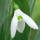 'S. Arnott' is a bulbous perennial with narrow, grey-green leaves.  In winter it bears solitary, nodding, fragrant white flowers whose inner segments have a thin V-shaped green mark at the tip. Galanthus 'S. Arnott' added by Shoot)