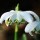 'Flore Pleno' is a bulbous perennial with narrow, grey-green leaves.  In winter it bears solitary, nodding, fragrant, double white flowers whose inner segments are normally marked with green at their tip. Galanthus nivalis 'Flore Pleno' added by Shoot)