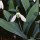 Galanthus plicatus added by Shoot)