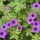 'Ann Folkard' is a herbaceous perennial with yellowish-green leaves and black-eyed, magenta-purple flowers in summer and autumn. Geranium 'Ann Folkard' added by Shoot)