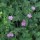 Geranium endressii 'Claridge Druce'